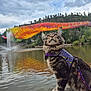 Anubis is registered to the contest to win money with this photo: cat, tabby_cat, harness, rock, lake, water, fountain, art_installation, colorful, outdoor, nature, trees, hill, cloudy_sky, reflection, animal, pet, leash, wildlife, scenic