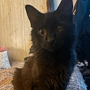 Batman joined the competition — help win amazing prizes! black_cat, cat, pet, indoor, bedspread, hand, ring, curious, furry, animal, cozy, texture, feline, closeup, domestic_cat, looking, sitting, home, wood_paneling, soft_lighting