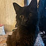 black_cat, cat, pet, indoor, bedspread, hand, ring, curious, furry, animal, cozy, texture, feline, closeup, domestic_cat, looking, sitting, home, wood_paneling, soft_lighting