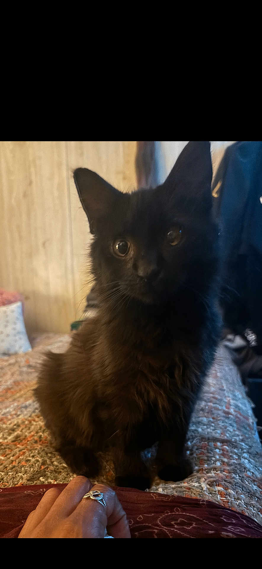 Batman joined the competition — help win amazing prizes! black_cat, cat, pet, indoor, bedspread, hand, ring, curious, furry, animal, cozy, texture, feline, closeup, domestic_cat, looking, sitting, home, wood_paneling, soft_lighting