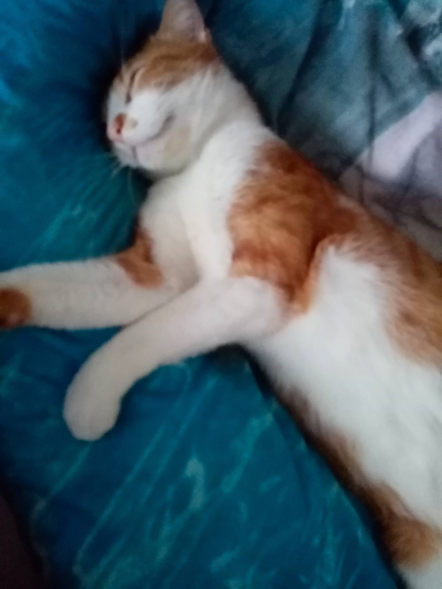 Chips a rejoint le concours — aidez-le/la à gagner de superbes lots ! aegean_cat, american_wirehair, carnivore, cat, domestic_short_haired_cat, european_shorthair, fawn, felidae, fur, kitten, leg, mammal, nap, paw, polydactyl_cat, small_to_medium_sized_cats, tail, turkish_van, whiskers