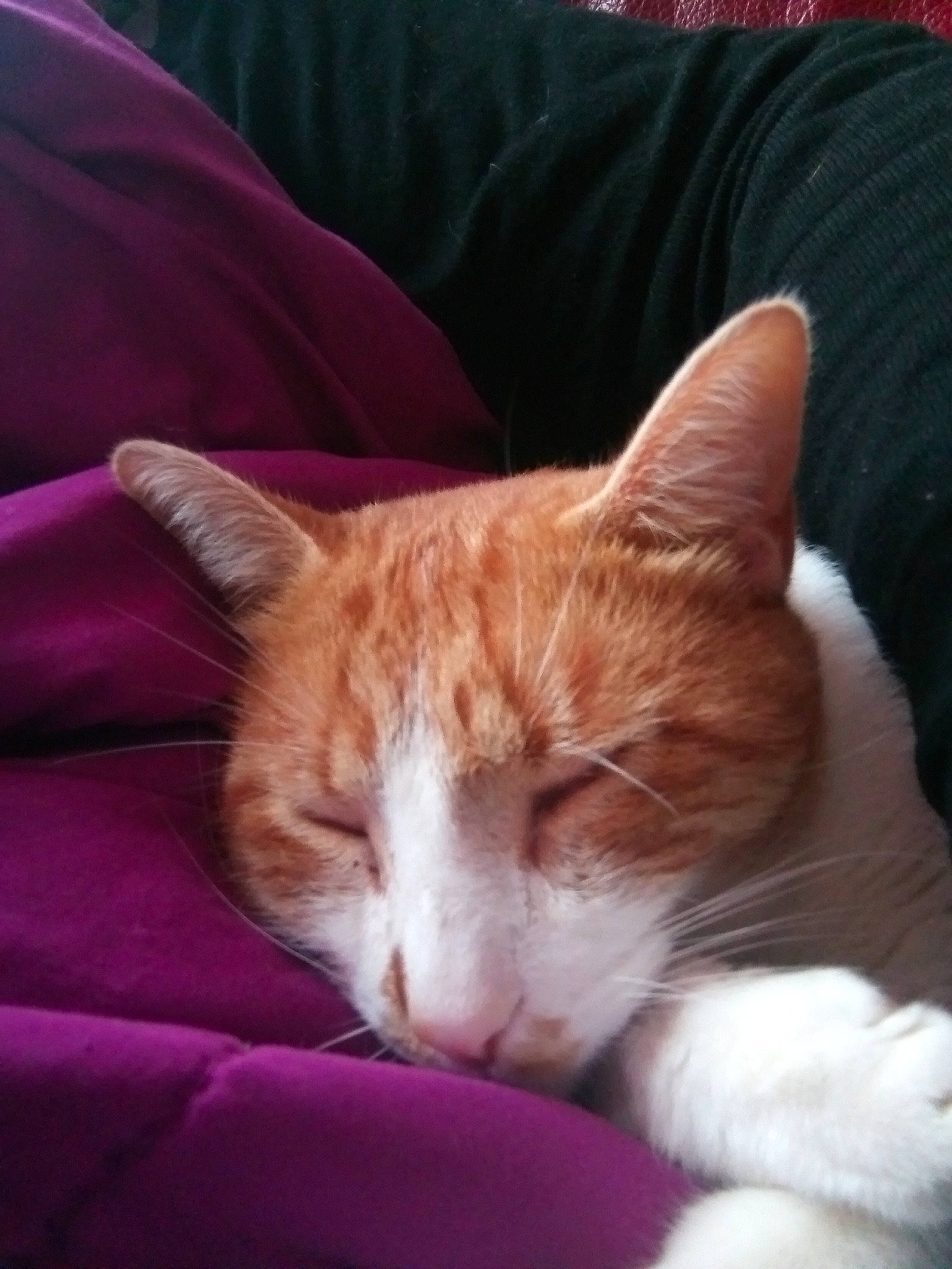 Chips participe au concours pour gagner de l'argent avec cette photo : aegean_cat, carnivore, cat, domestic_short_haired_cat, ear, european_shorthair, felidae, fur, kitten, mammal, nap, nose, sleep, small_to_medium_sized_cats, snapshot, tabby_cat, whiskers