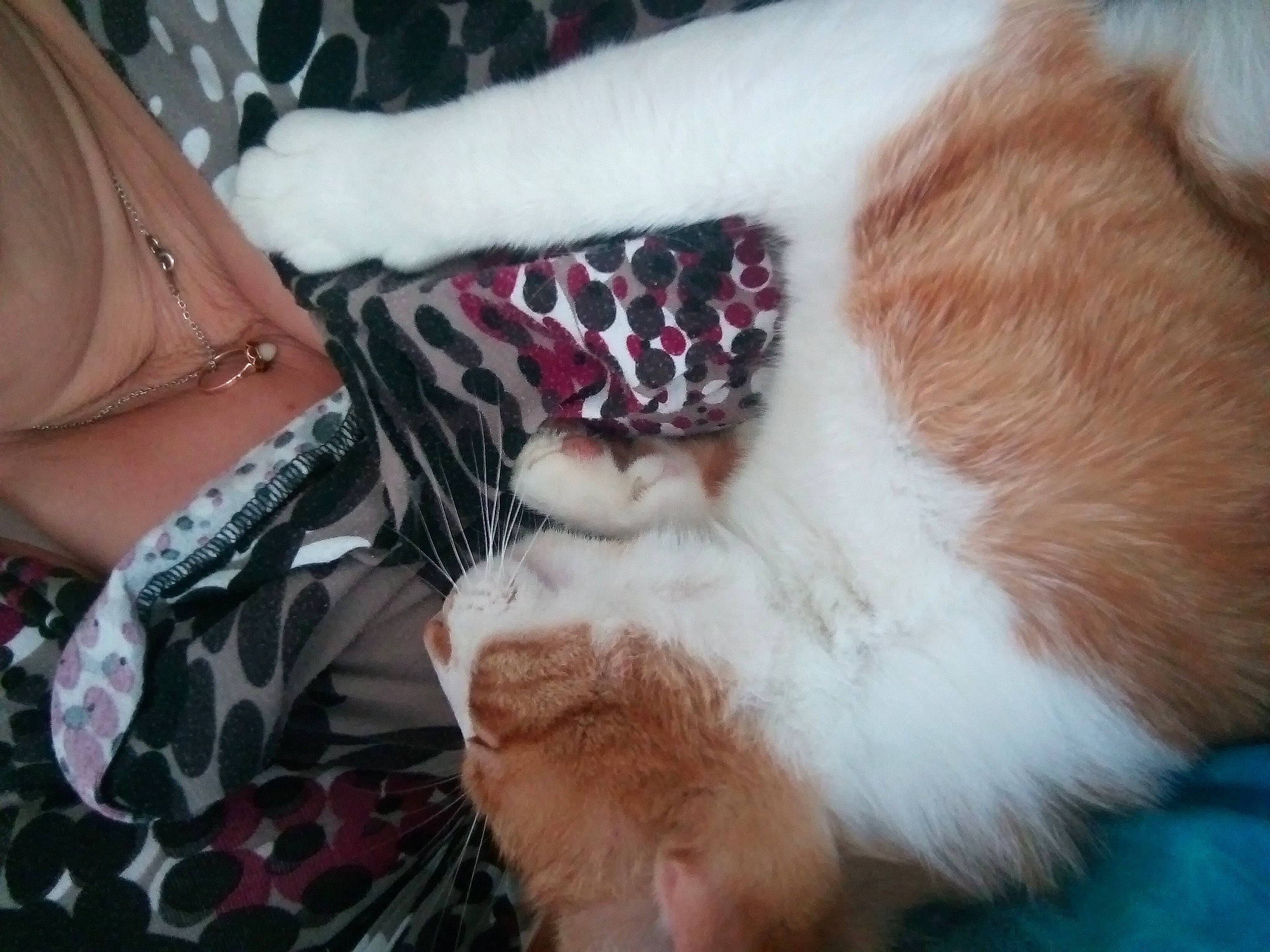 Chips participe au concours pour gagner de l'argent avec cette photo : canidae, carnivore, cat, companion_dog, ear, fawn, felidae, fur, sporting_group, whiskers