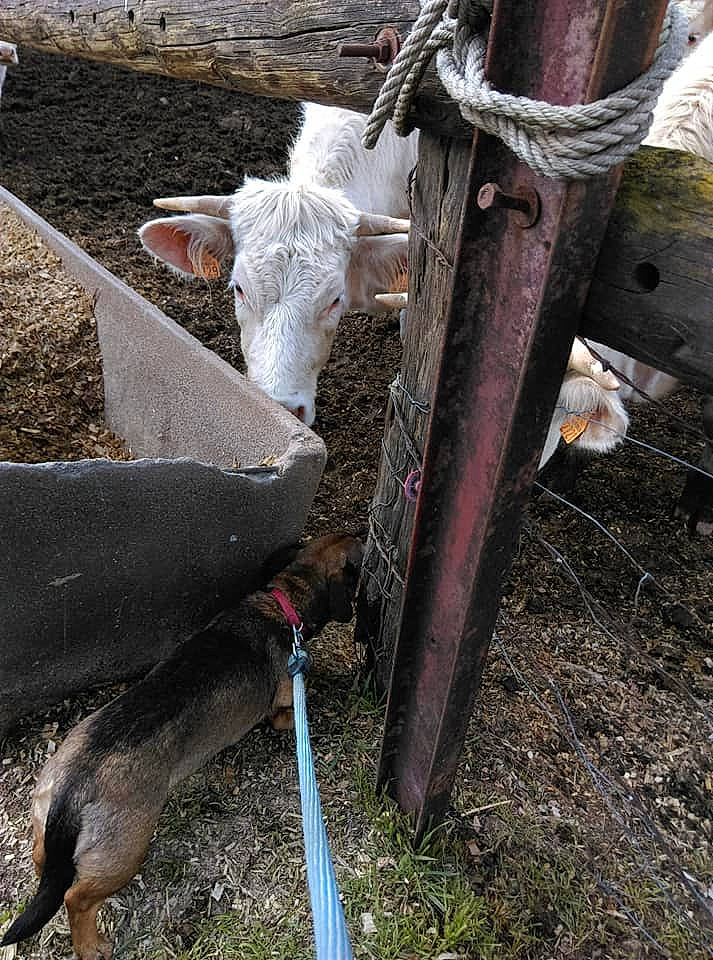 Iris a rejoint le concours — aidez-le/la à gagner de superbes lots ! bovine