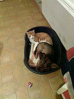 Iris a rejoint le concours — aidez-le/la à gagner de superbes lots ! canidae, carnivore, cat, companion_dog, dog_breed, fawn, felidae, kitten, small_to_medium_sized_cats