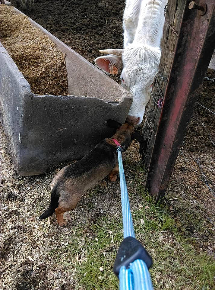 Iris participe au concours pour gagner de l'argent avec cette photo : plant, soil