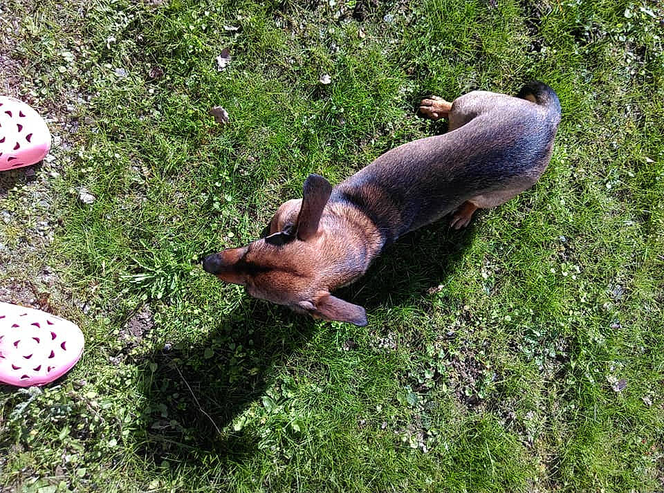 Iris participe au concours pour gagner de l'argent avec cette photo : canidae, carnivore, companion_dog, dachshund, dog, dog_breed, fawn, grass, mammal, miniature_pinscher, puppy