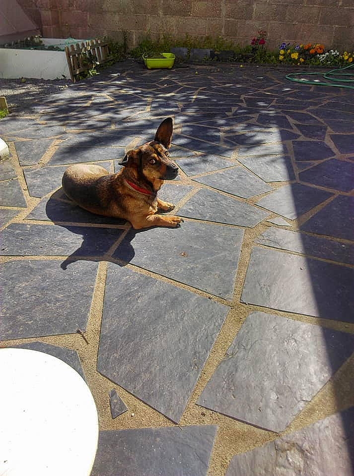 Iris a rejoint le concours — aidez-le/la à gagner de superbes lots ! architecture, canidae, carnivore, concrete, dog, dog_breed, fawn, flagstone, floor, flooring, german_shepherd_dog, road_surface, sidewalk, tile