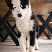 Anna a rejoint le concours — aidez-le/la à gagner de superbes lots ! animal, black_and_white, blue_eyes, canine, chair_legs, close_up, curious, cute, dog, domestic, floor, fur, indoor, pet, portrait, puppy, standing, table, tile, young