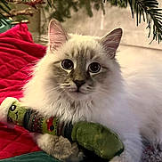 Cooper joined the competition — help win amazing prizes! cat, fluffy, white, gray, plush_toy, santa_hat, red_blanket, christmas_tree, indoor, pet, cute, holiday, soft, cozy, feline, toy, resting, closeup, animal, cute_pet