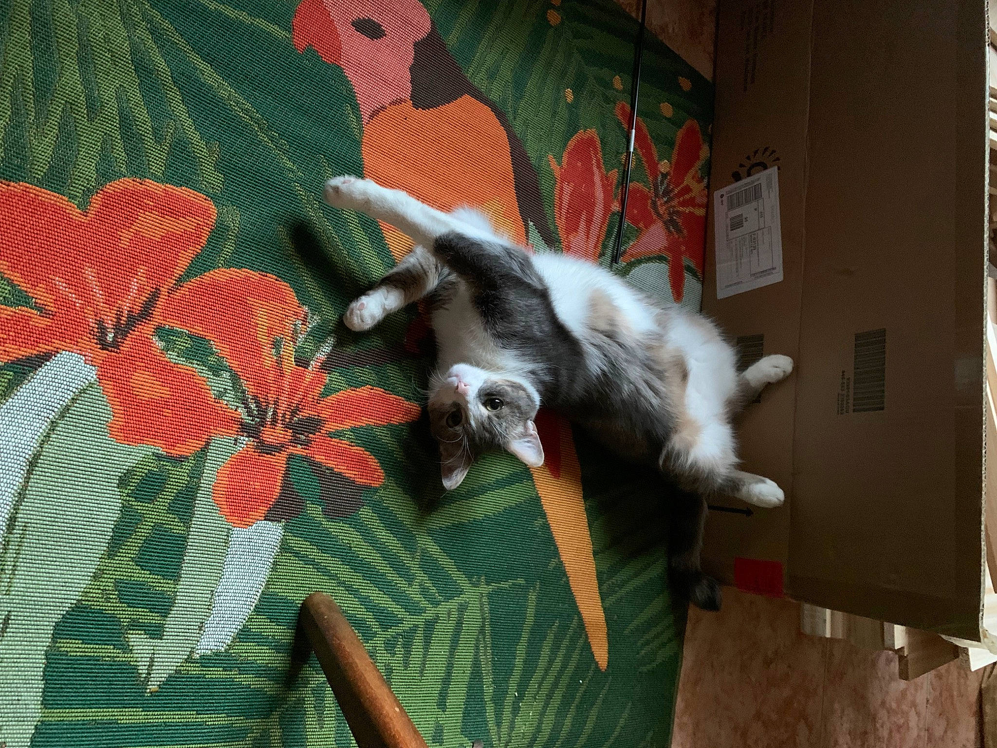 Smoki De Fulbert participe au concours pour gagner de l'argent avec cette photo : art, carmine, cat, craft, creative_arts, fashion_accessory, fawn, felidae, floral_design, flower, fur, linens, painting, pattern, petal, plant, tail, visual_arts, whiskers, woven_fabric