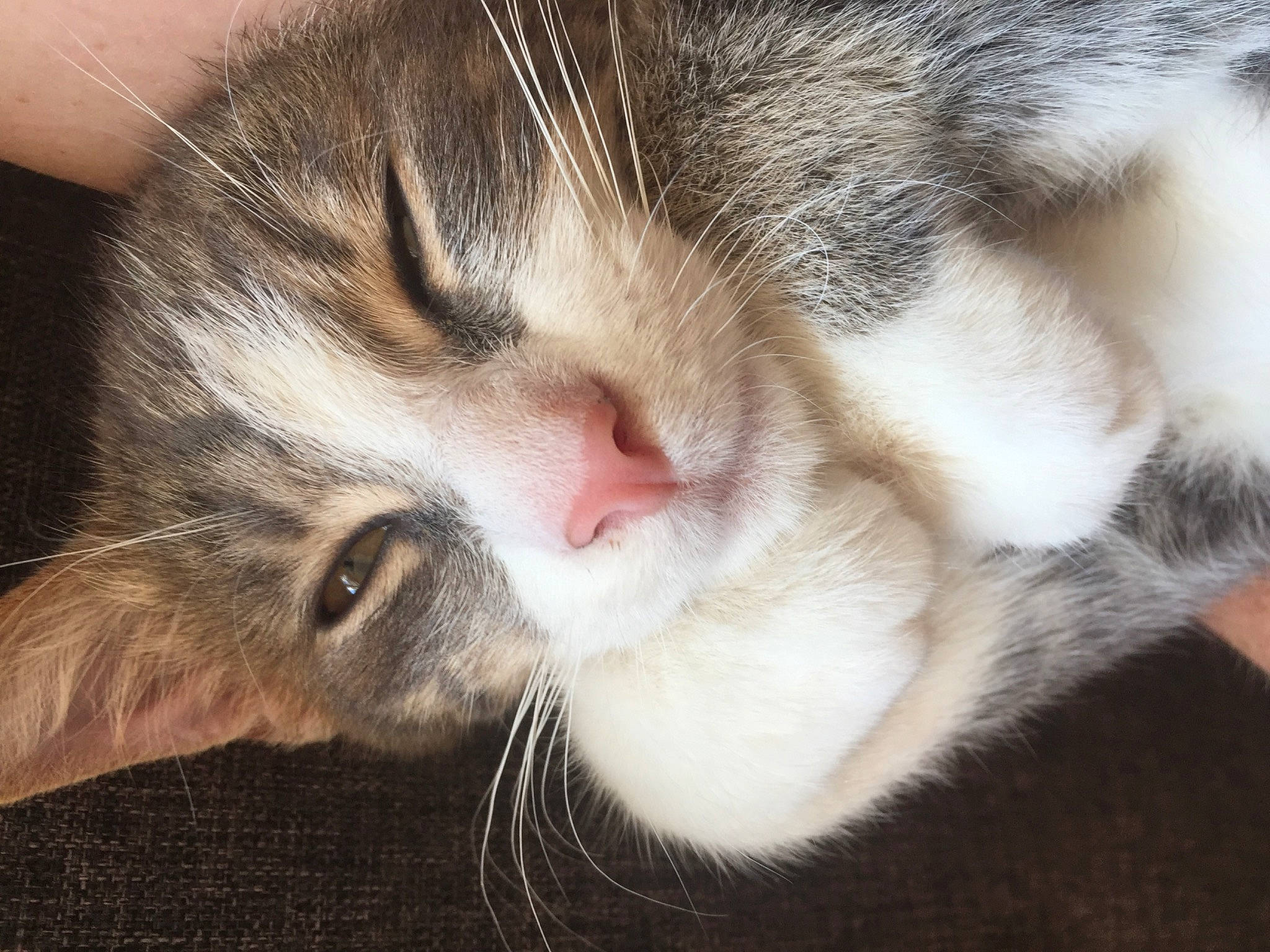 Smoki De Fulbert participe au concours pour gagner de l'argent avec cette photo : carnivore, cat, claw, comfort, domestic_short_haired_cat, ear, eye, felidae, foot, fur, head, nap, paw, sleep, small_to_medium_sized_cats, snout, tail, terrestrial_animal, whiskers