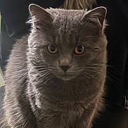 Willow participe au concours pour gagner de l'argent avec cette photo : amber_eyes, animal, cat, chair, cozy, cute, domestic, feline, fluffy, focused, fur, gray_cat, indoor, looking, pet, portrait, sitting, soft_lighting, tail, whiskers