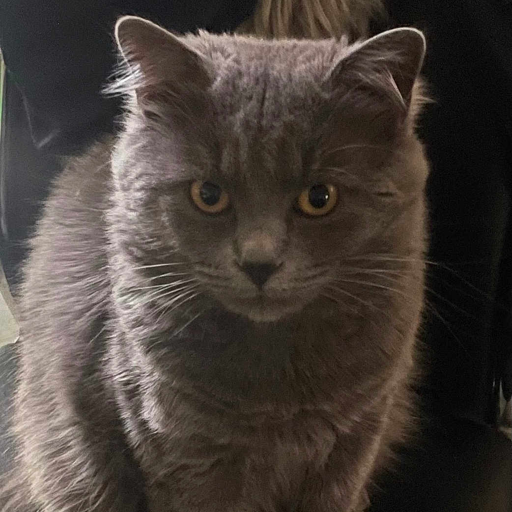 Willow participe au concours pour gagner de l'argent avec cette photo : amber_eyes, animal, cat, chair, cozy, cute, domestic, feline, fluffy, focused, fur, gray_cat, indoor, looking, pet, portrait, sitting, soft_lighting, tail, whiskers