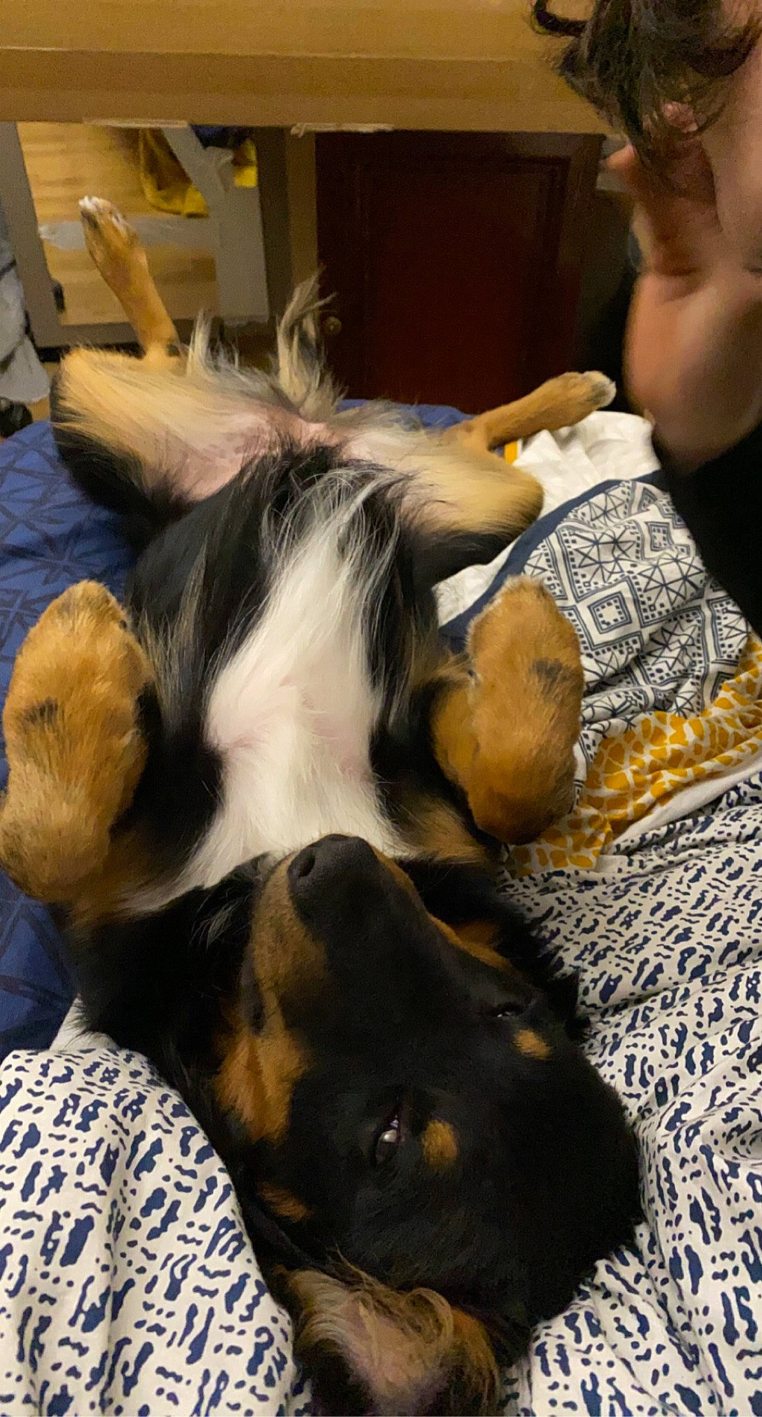 Reina participe au concours pour gagner de l'argent avec cette photo : bored, canidae, carnivore, chair, comfort, companion_dog, dog, dog_breed, ear, fawn, fur, lap, nap, paw, sleep, snout, sporting_group, whiskers, working_animal, working_dog