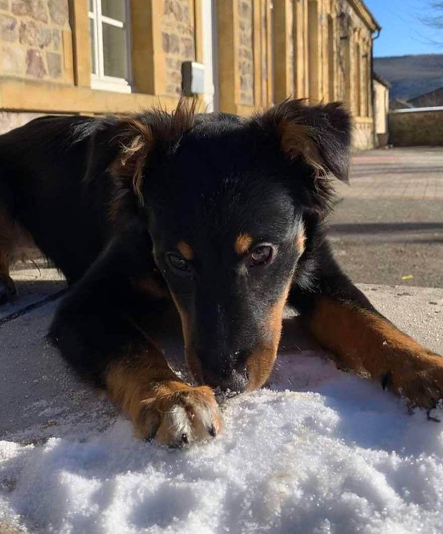 Reina a rejoint le concours — aidez-le/la à gagner de superbes lots ! building, canidae, carnivore, companion_dog, dog, dog_breed, fur, guard_dog, herding_dog, plant, sky, snout, snow, sporting_group, street_dog, whiskers, window, winter, working_animal, working_dog