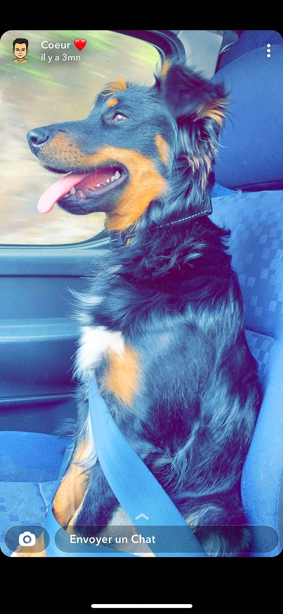 Reina a rejoint le concours — aidez-le/la à gagner de superbes lots ! australian_shepherd, carnivore, collar, companion_dog, dog, dog_breed, dog_collar, dog_supply, electric_blue, fur, guard_dog, happy, herding_dog, king_shepherd, paw, snout, sporting_group, whiskers, working_animal, working_dog