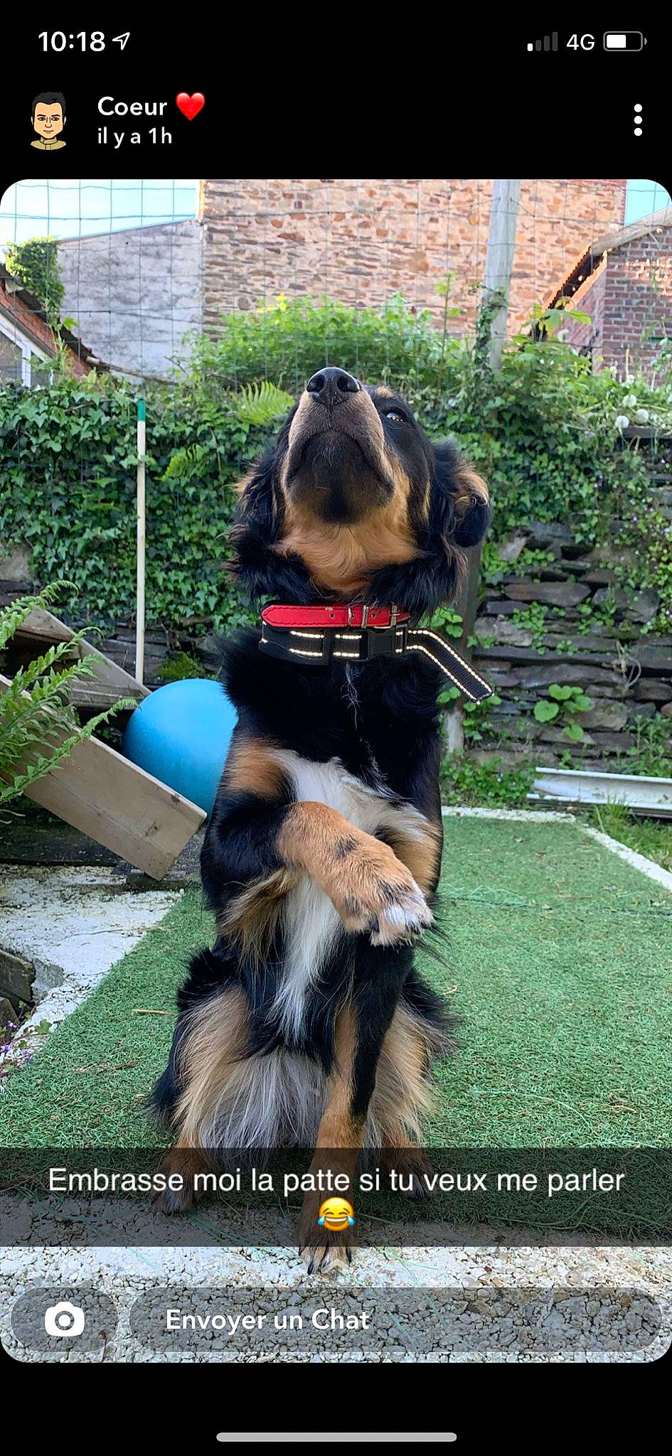 Reina participe au concours pour gagner de l'argent avec cette photo : canidae, carnivore, collar, companion_dog, dog, dog_breed, dog_collar, dog_supply, fashion_accessory, fawn, grass, houseplant, leash, liver, pet_supply, plant, snout, sporting_group, tail, working_animal