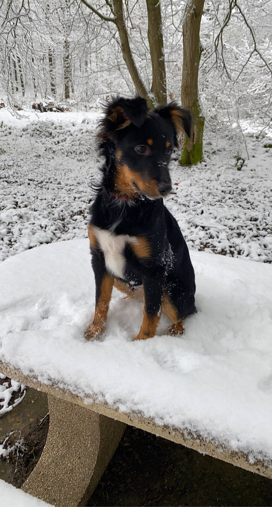 Reina participe au concours pour gagner de l'argent avec cette photo : canidae, carnivore, companion_dog, dog, dog_breed, fawn, freezing, fur, plant, snout, snow, sporting_group, tail, terrestrial_animal, toy_dog, tree, winter, working_animal, working_dog