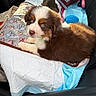 animal, blanket, blue_eyes, brown_and_white, car_seat, closeup, comfort, cute, dog, fur, indoor, mammal, paw_print, pet, plush_toy, puppy, relaxing, soft, toy, young_dog