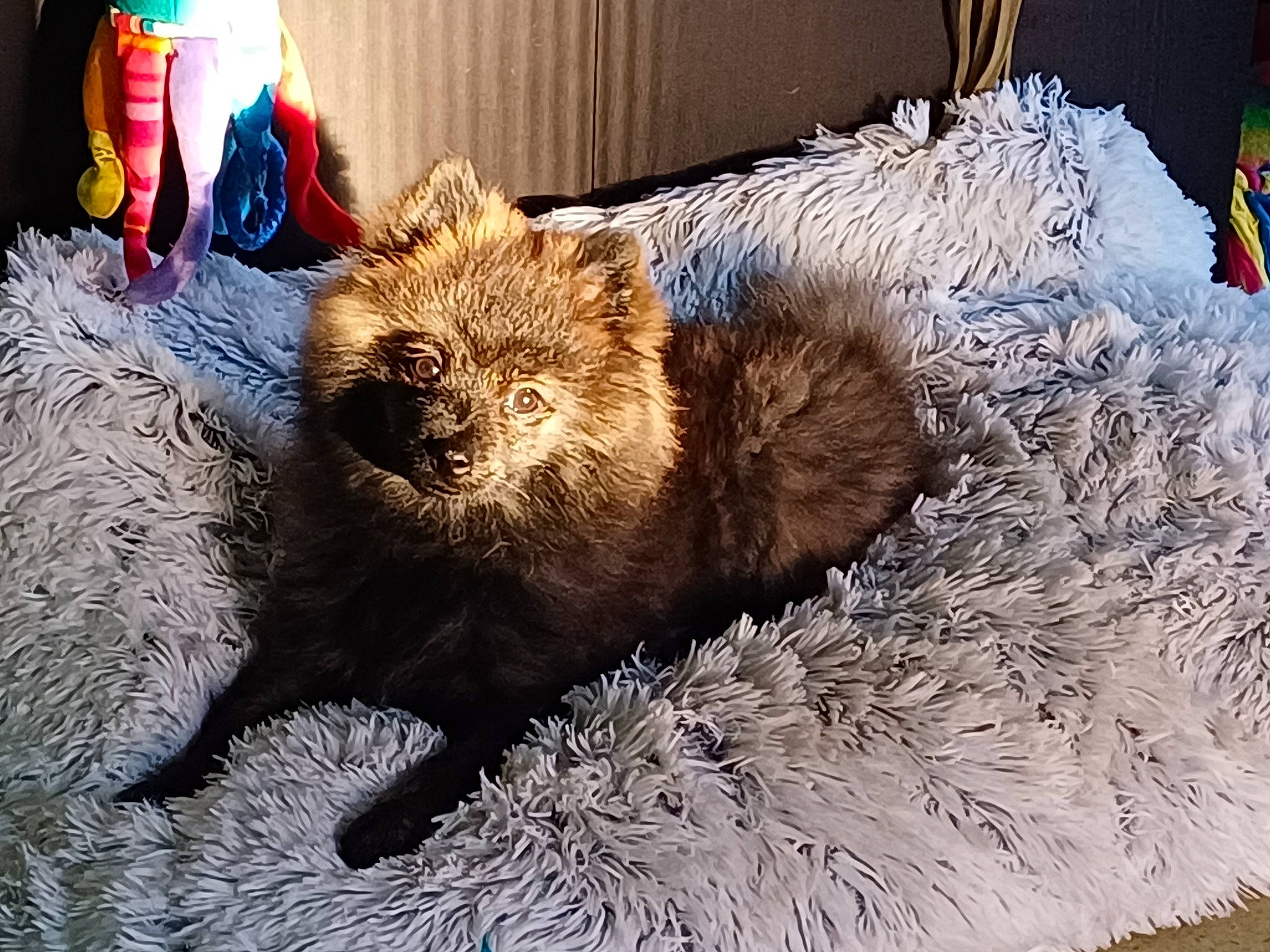 Pti Lou participe au concours pour gagner de l'argent avec cette photo : beaver, carnivore, claw, felidae, flag, fur, mustelidae, north_american_river_otter, nutria, otter, rodent, sea_otter, snout, terrestrial_animal, whiskers, wildlife