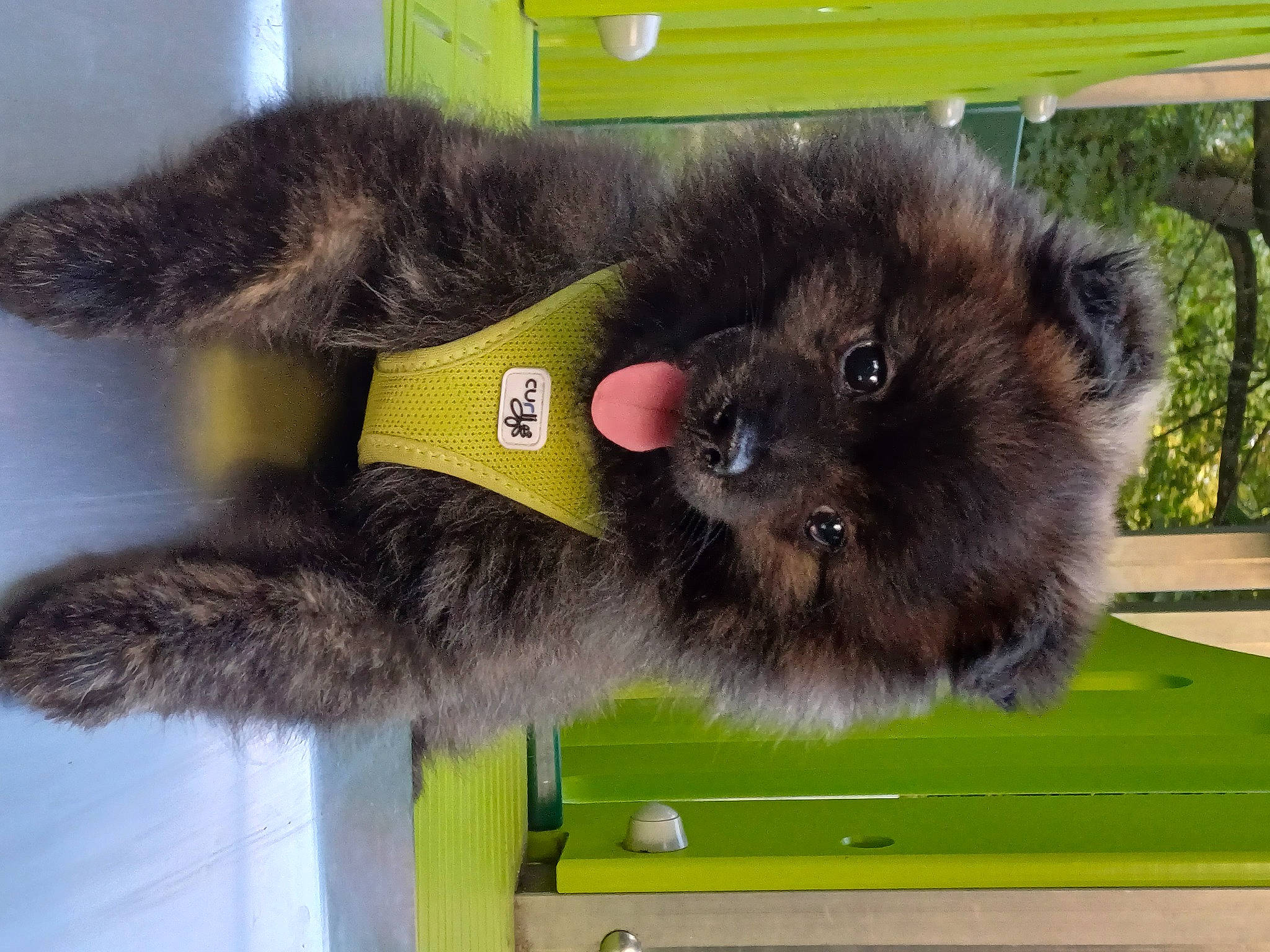 Pti Lou participe au concours pour gagner de l'argent avec cette photo : canidae, carnivore, cat_toy, companion_dog, dog_breed, fawn, fur, liver, natural_material, pet_supply, plush, snout, sporting_group, stuffed_toy, tail, terrestrial_animal, toy, working_animal