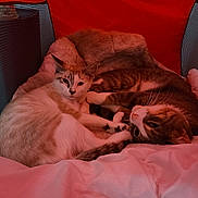 Oakley joined the competition — help win amazing prizes! cat, cats, pet, animal, feline, bed, cozy, snuggling, resting, indoor, soft, plush, orange, blanket, sleepy, cute, domestic, fur, whiskers, relaxed