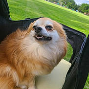 Zsazsa joined the competition — help win amazing prizes! dog, fluffy, outdoor, grass, greenery, chair, pet, smiling, canine, happy, park, nature, fur, animal, daytime, relaxed, cute, small_dog, friendly, sunny