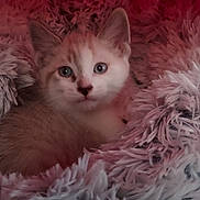 Milo joined the competition — help win amazing prizes! kitten, cat, animal, pet, furry, fluffy, blanket, cozy, cute, young, fur, whiskers, ears, face, indoor, resting, soft, comfort, looking, closeup