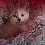 kitten, cat, animal, pet, furry, fluffy, blanket, cozy, cute, young, fur, whiskers, ears, face, indoor, resting, soft, comfort, looking, closeup