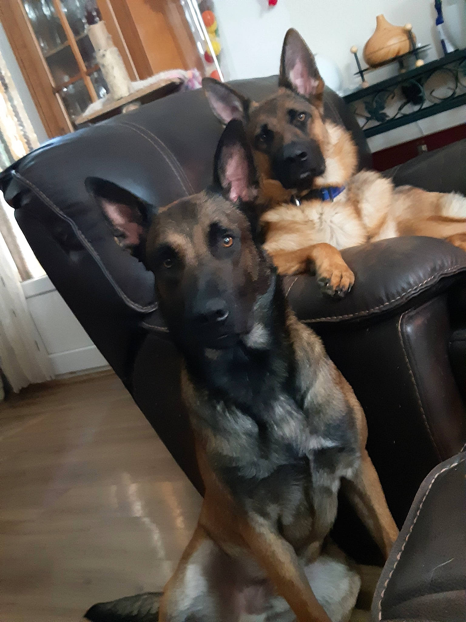 Harley Et Orkane a rejoint le concours — aidez-le/la à gagner de superbes lots ! belgian_shepherd, belgian_shepherd_malinois, canidae, carnivore, dog, dog_breed, east_european_shepherd, fawn, formosan_mountain_dog, german_shepherd_dog, king_shepherd, kunming_wolfdog, mammal, old_german_shepherd_dog, shiloh_shepherd_dog, snout, vertebrate