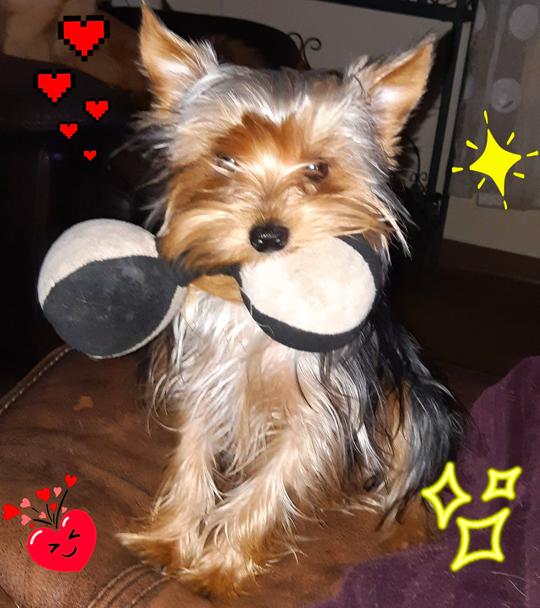 Pep'S participe au concours pour gagner de l'argent avec cette photo : australian_silky_terrier, australian_terrier, biewer_terrier, cairn_terrier, canidae, carnivore, companion_dog, dog, dog_breed, ear, mammal, norwich_terrier, puppy, rare_breed_dog, small_terrier, terrier, toy_dog, vertebrate, yorkipoo, yorkshire_terrier