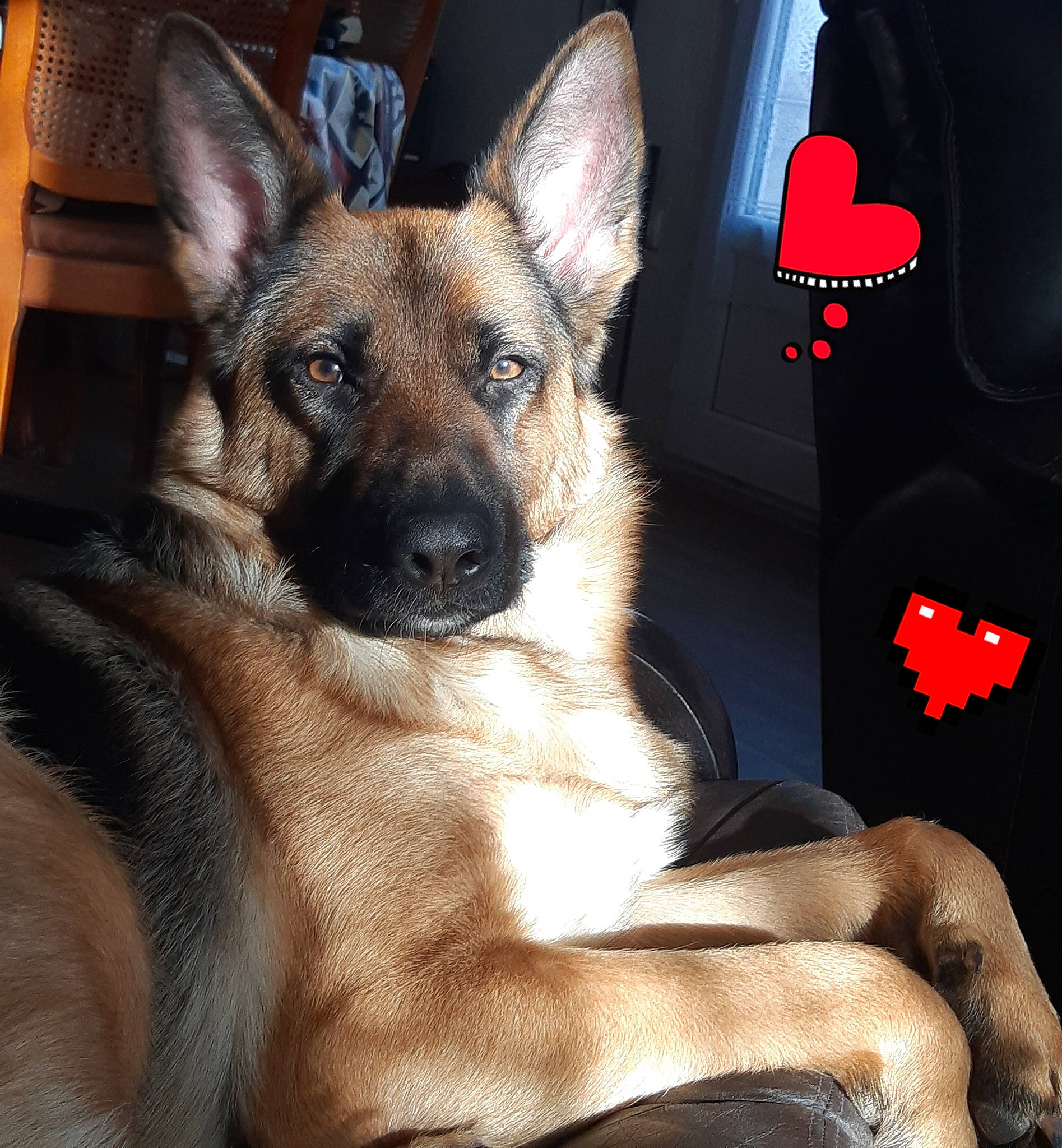 Harley a rejoint le concours — aidez-le/la à gagner de superbes lots ! belgian_shepherd, belgian_shepherd_malinois, canidae, carnivore, dog, dog_breed, east_european_shepherd, fawn, german_shepherd_dog, king_shepherd, kunming_wolfdog, mammal, old_german_shepherd_dog, police_dog, rare_breed_dog, shiloh_shepherd_dog, snout, vertebrate, working_dog