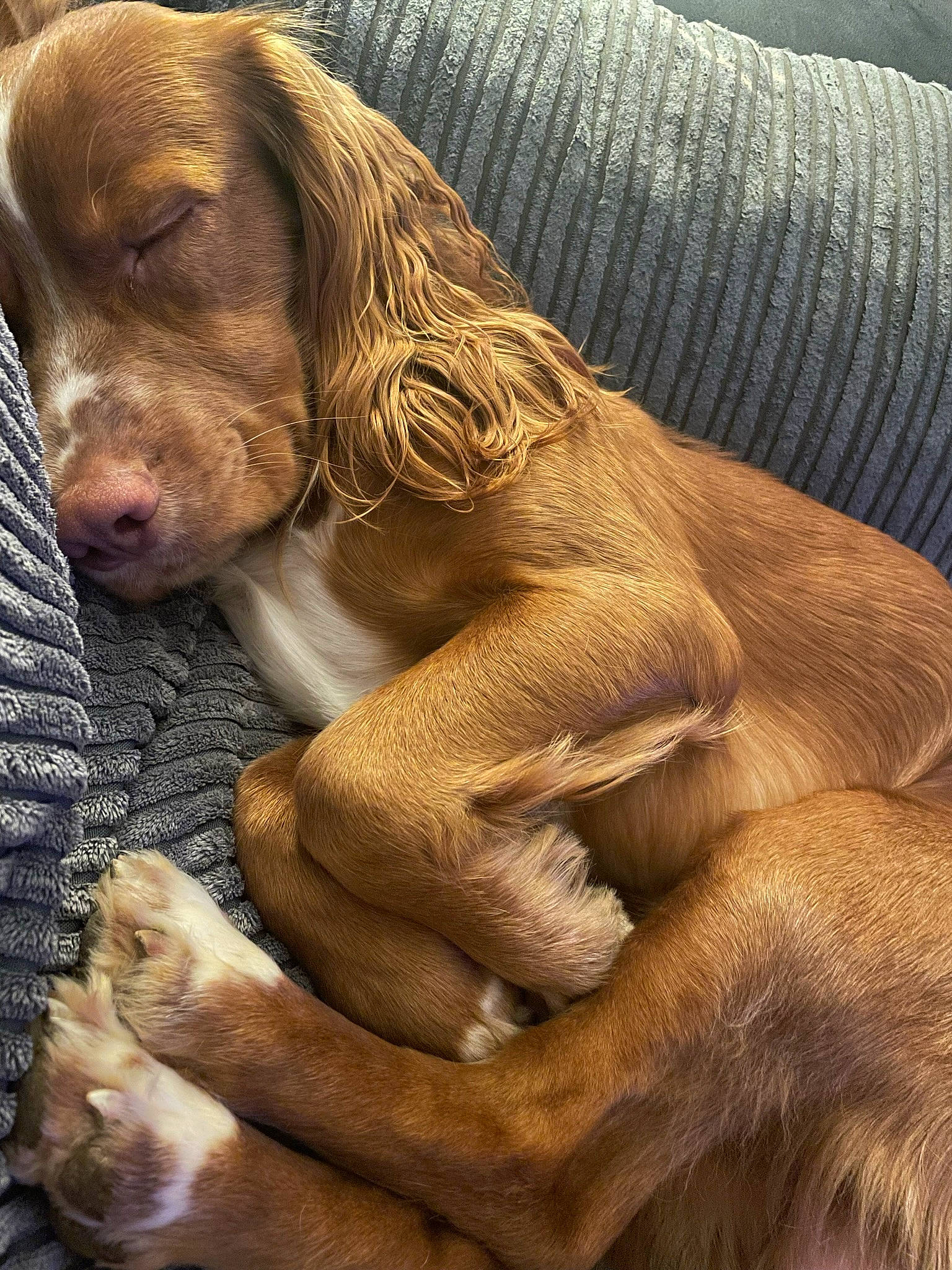 Bobbie is registered to the contest to win money with this photo: canidae, carnivore, comfort, companion_dog, dog, dog_breed, fawn, foot, fur, gun_dog, hunting_dog, liver, paw, snout, spaniel, sporting_group, terrestrial_animal, whiskers, wood, working_animal