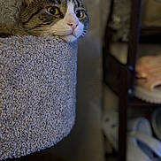 Kaykay is registered to the contest to win money with this photo: abyssinian, animal, architecture, blanket, building, cat, chair, clothing, couch, footwear, furniture, homedecor, indoors, kitten, linen, manx, pet, shelf, shoe, sneaker
