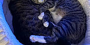 Kaykay joined the competition — help win amazing prizes! animal, basket, bed, cat, couch, cradle, crib, furniture, infantbed, kitten, manx, person, pet, sleeping