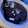 animal, basket, bed, cat, couch, cradle, crib, furniture, infantbed, kitten, manx, person, pet, sleeping