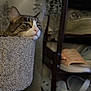 Kaykay is registered to the contest to win money with this photo: abyssinian, animal, cat, chair, closet, clothing, couch, cupboard, footwear, furniture, homedecor, indoors, kitten, linen, manx, pet, sandal, shelf, shoe, wood