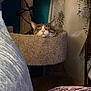 Kaykay is registered to the contest to win money with this photo: adult, animal, architecture, bride, building, cat, chair, couch, cushion, female, furniture, homedecor, indoors, kitten, livingroom, person, pet, sleeping, wedding, woman