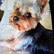 Malcom joined the competition — help win amazing prizes! dog, small_dog, yorkshire_terrier, pet, animal, fur, ears, eyes, nose, bed, blanket, couch, indoor, close_up, lying_down, cute, companion, furry, domestic_animal, resting