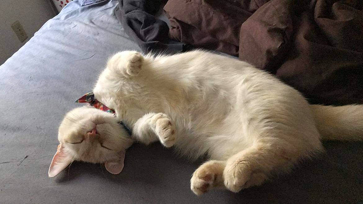 Hades joined the competition — help win amazing prizes! canidae, carnivore, cat, claw, comfort, companion_dog, dog_breed, domestic_short_haired_cat, fawn, felidae, fur, nap, paw, sleep, small_to_medium_sized_cats, snout, sporting_group, tail, terrestrial_animal, whiskers