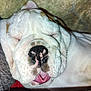 bulldog, dog, sleeping, close_up, pet, animal, tongue_out, wrinkles, nose, face, cute, domestic_animal, resting, cozy, fur, white, pink_tongue, relaxed, portrait, indoors