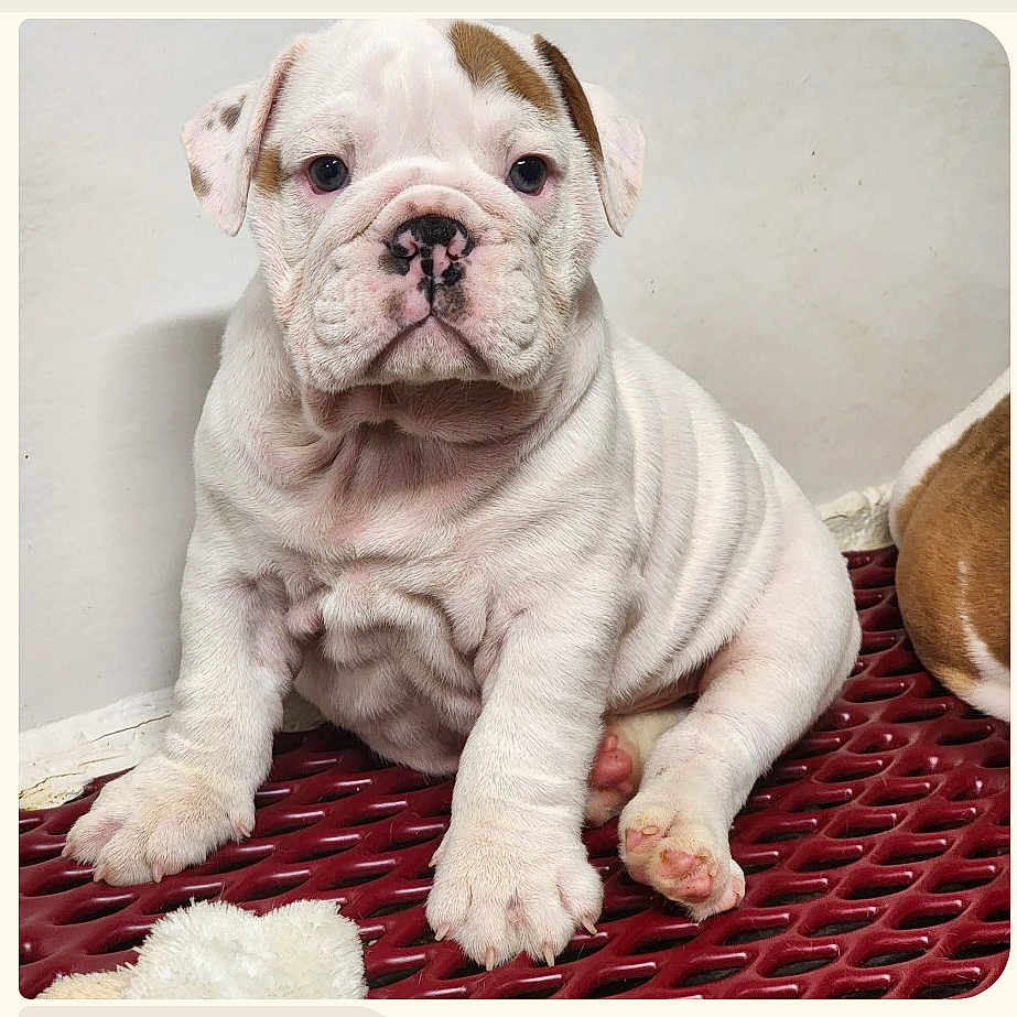 Rocky joined the competition — help win amazing prizes! animal, brown, bulldog, closeup, cute, dog, ears, face, floor, indoor, looking, nose, paw, pet, puppy, sitting, toy, white, wrinkles, young