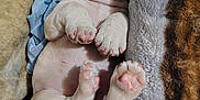 Rocky joined the competition — help win amazing prizes! puppy, dog, sleeping, cute, pet, animal, fur, paws, pink_pads, blanket, cozy, relaxed, indoor, soft, resting, young, adorable, snug, fur_texture, napping