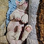 adorable, animal, blanket, cozy, cute, dog, fur, fur_texture, indoor, napping, paws, pet, pink_pads, puppy, relaxed, resting, sleeping, snug, soft, young