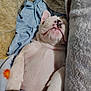 Rocky is registered to the contest to win money with this photo: puppy, dog, sleeping, blanket, cozy, cute, pet, fur, animal, snuggle, nap, indoor, white, closeup, paw, relaxed, soft, bed, comfort, adorable