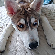 Cassie participe au concours pour gagner de l'argent avec cette photo : animal, bed, blue_eyes, canine, closeup, cute, dog, domestic_animal, ears, fur, husky, indoor, lying_down, mammal, nose, pet, portrait, puppy, resting, young
