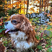 Uno a rejoint le concours — aidez-le/la à gagner de superbes lots ! dog, cavalier_king_charles_spaniel, autumn, forest, sunset, leaves, grass, outdoor, nature, pet, animal, brown, white, tongue_out, close_up, canine, trees, rocks, fall_foliage, sunlight