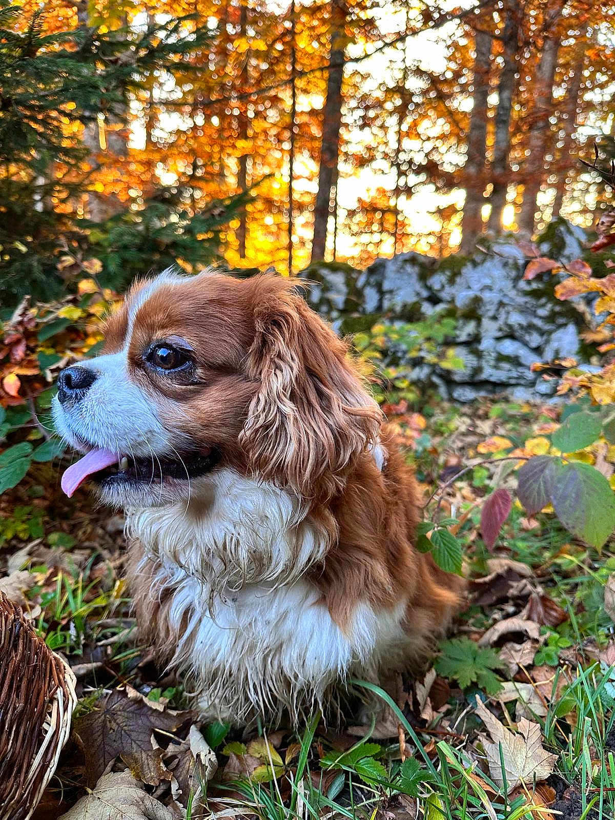 Uno a rejoint le concours — aidez-le/la à gagner de superbes lots ! dog, cavalier_king_charles_spaniel, autumn, forest, sunset, leaves, grass, outdoor, nature, pet, animal, brown, white, tongue_out, close_up, canine, trees, rocks, fall_foliage, sunlight
