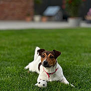 Ugo participe au concours pour gagner de l'argent avec cette photo : dog, grass, soccer_ball, outdoor, pet, animal, collar, playful, brown_and_white, small_dog, lawn, summer, greenery, canine, cute, resting, looking, background_blur, yard, domestic_animal